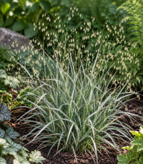 Briza media ‘Zitterzebra’